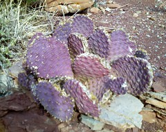 purple cactus.jpg