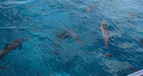 IMG_2155 dolphins