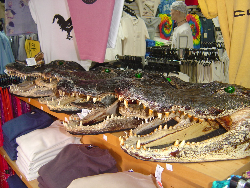 Crocodile heads, Key West
