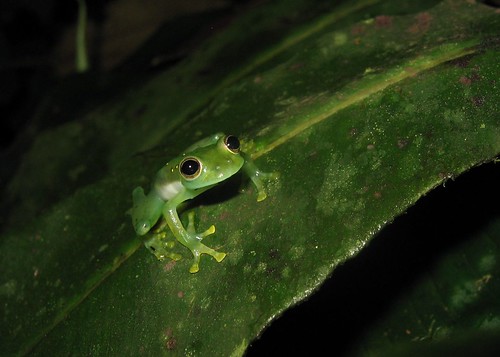 Ecuadorian Glass Frog