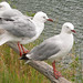 Red billed Gulls