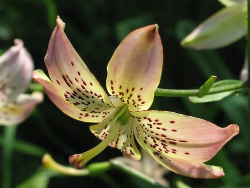 Freckled Lily