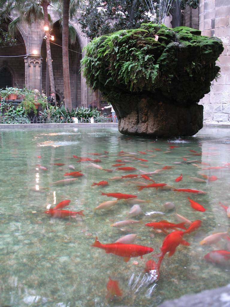 Goldfish in the courtyard
