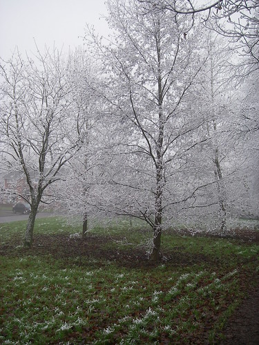 Trees in Frost