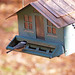 birdhouse-chickadee