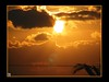 Golden Rays - Okinawa 2007