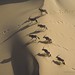 Oryx on dunes