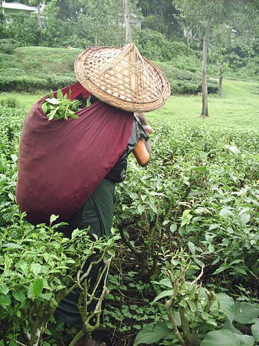Tea Harvest
