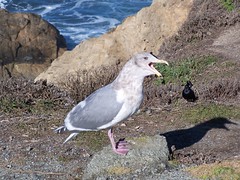 20070118 Seagull