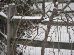 mockingbird on cherry tree