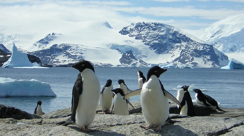 Antarctic: Signy Island - Adelie penguins