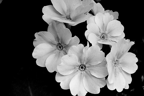 black and white flowers. Flowers in Black amp; White