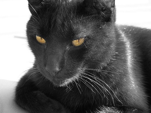 black cat eyes. Black Cat With Yellow Eyes