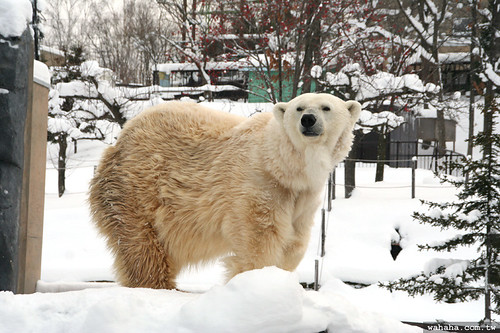 旭山動物園．北極熊