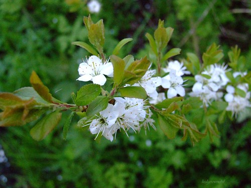 blackthorn blossum DSCF5296