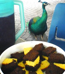 A Peacock and Some Cake