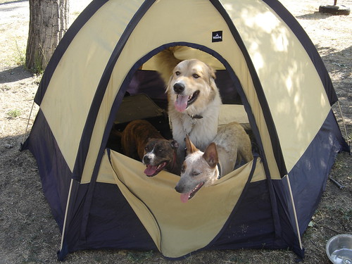 three dogs peeking out of a tent