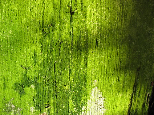 green moss-like algae on a rotting wood wall.
