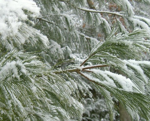 Snow-laden Pine Branches
