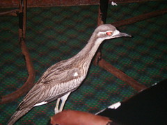 Bush Stone Curlew queuing at the bar