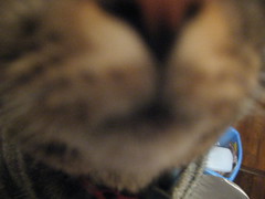 kitty close up
