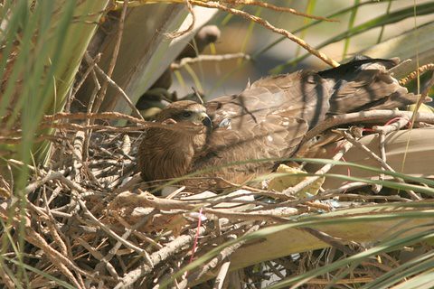 Black Kite nest...Feb 8, 07, Casa Ansal