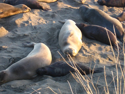 Cute seals!