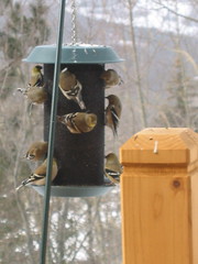 Goldfinches on feeder