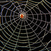the golden spider's silver web