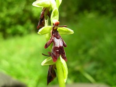 Fly Orchid    Ophrys insectifera - by naturalhistoryman