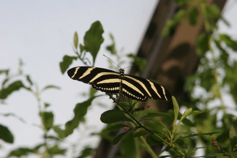 Zebra Long Wing Butterfly, IMG_0855.JPG