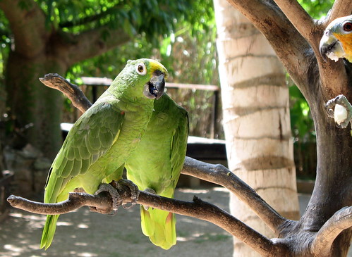 The parrots were manhandled into posing with the tourists. It all seemed a little harsh and a touch cruel.