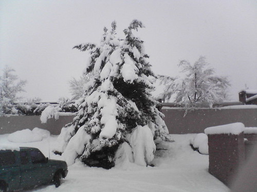 Really Really Snowy Tree