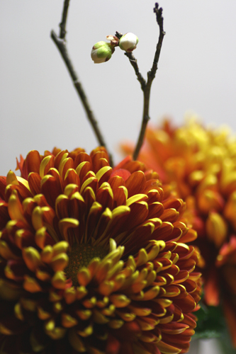 chrysanthemum tompiers