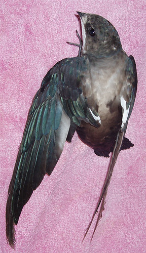 Vet Photo · Needle Tailed Swift 