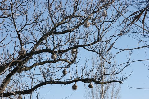 Artificial nests, St Louis Zoo