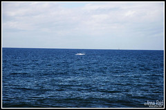 OMG PULL OVER!!  A WHALE!!! (by antigone78)