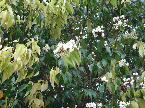 Syzygium polyanthum