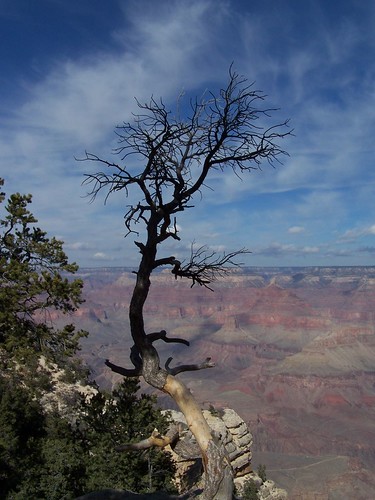 Lone tree at Grand Canyon