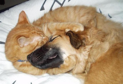 Kittens And Puppies Cuddling