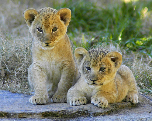 Lion cubs by ucumari