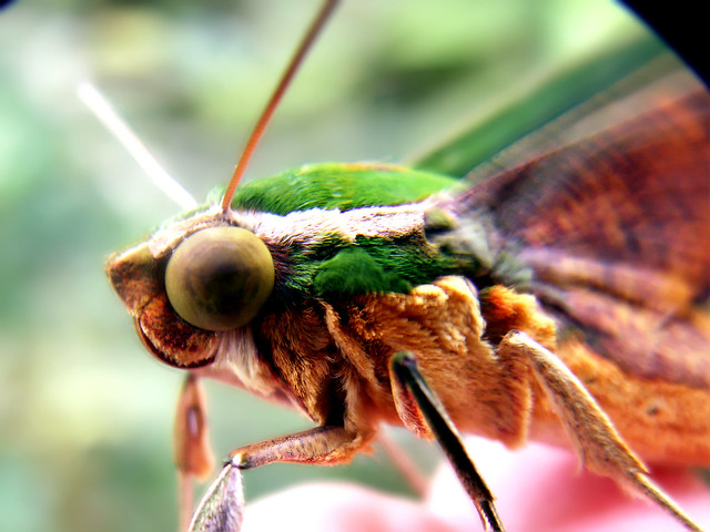 Green velvet moth (Xylophanes chiron)