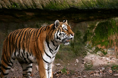 Tiger 3