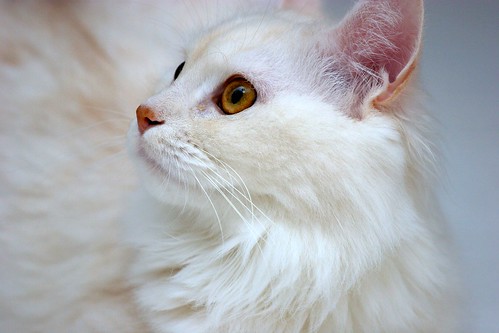 white Persian kitten pictures