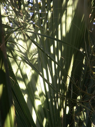 Late Afternoon Palm