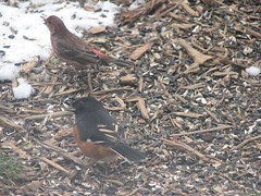 a towhee says what