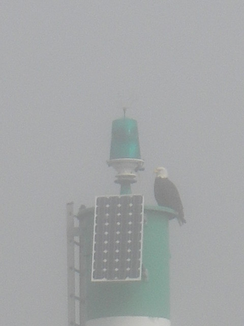 Eagle in the Fog