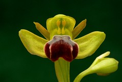 ophrys fusca - by joaquinportela