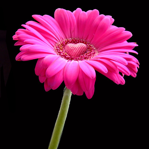 Chocolate heart on a pink gerbera daisy flower for you! (square)