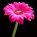 Be my valentine? Chocolate heart on a pink gerbera daisy flower for you! (square)